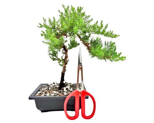 Tijeras para Bonsái Acero Inoxidable miniatura 1