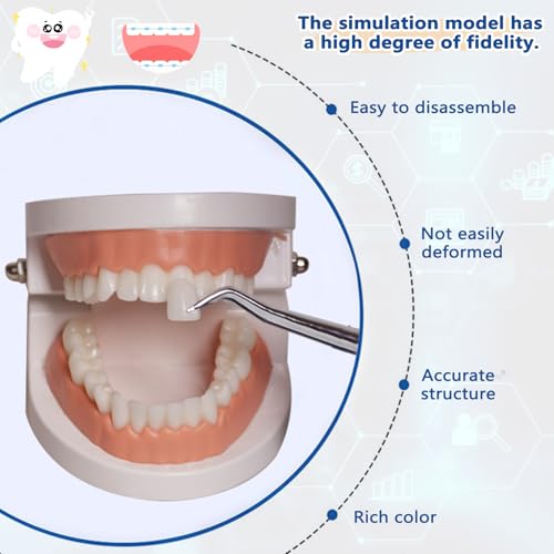 Image of 1 Pack Standard Teeth Model with 16 Dental Veneers,Prosthetic Bonding and Removal Model for Dental Aesthetics Training,Practice,Teaching