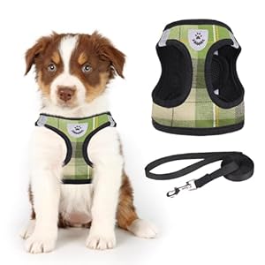 KOOLTAIL Weiches Mesh-Hundegeschirr und Leine Set