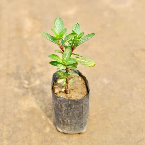 JRN Best Nursery Periwinkle/Sadabahar/Vinca (Any Colour) in 4 Inch Plant Nursery bag-image-12