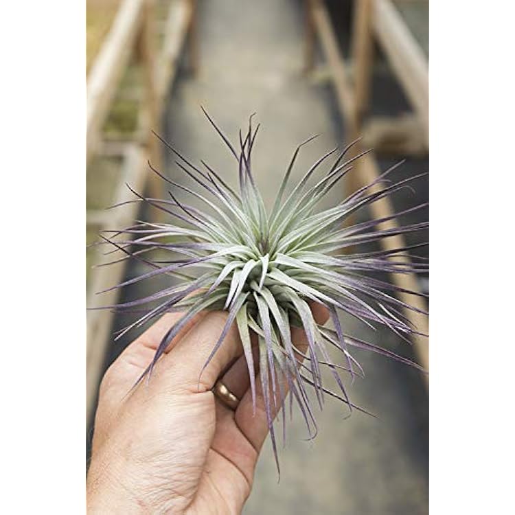 Garden in the City Air Plant Tillandsia Houston Martinique | Ubuy
