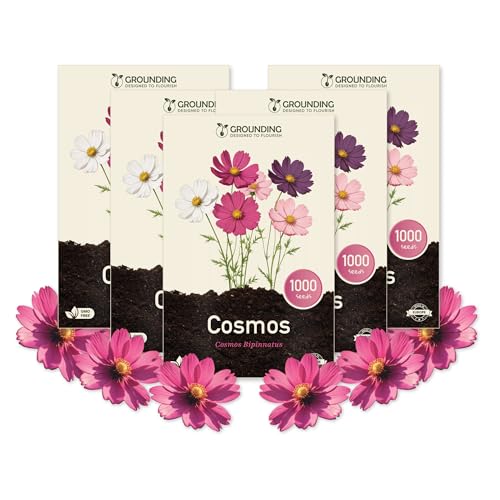 Grounding Maxi - Graines de Cosmea Mix blanc, rose et fuchsia, 5000 graines, hauteur 80-120 cm. Le Cosmos bipinnatus est idéal pour massifs et fleurs coupées - Semis facile, Qualité Européenne