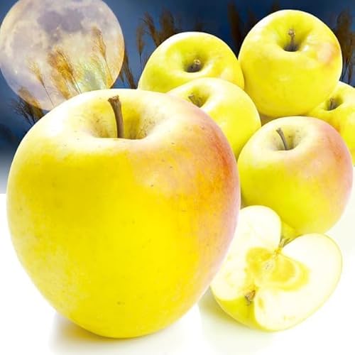  3kg XY ܖ ƒp  Hi ؉