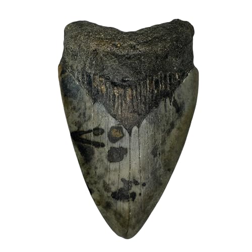 Genuine 4-5 Inch Fossilized Prehistoric Megalodon Tooth from The USA - for Fossil Collections and Education Purposes (Certificate of Authenticity Included) (A1257) (4.33 Inches)
