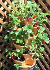 Paperback The Vertical Garden TerraCotta [Chinese] Book