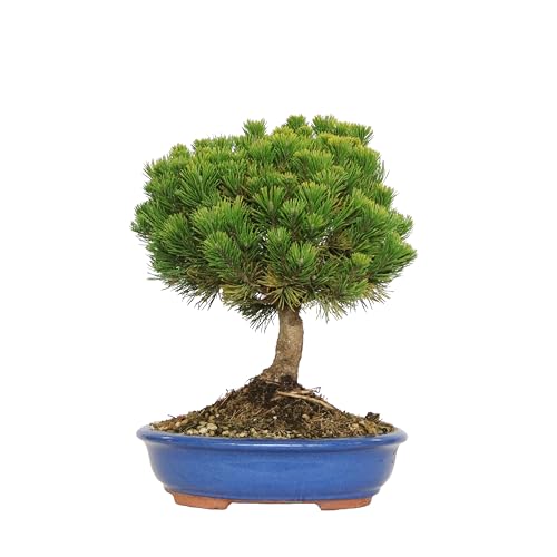 KENTIS - Bonsai di Pino Mugo - Pinus Mugo Mughus - Piante Vere da Esterno Ornamentali - Giardino Balcone Terrazzo - H 40/50 cm Vaso in Ceramica 30 cm
