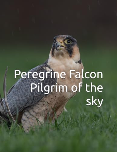 Peregrine Falcon. Pilgrim of the sky. (Curious to know?)