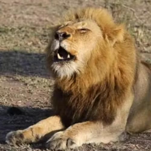 La musica de la Sabana Africana