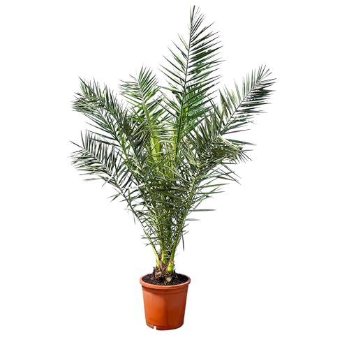 Palmier - Phoenix Canariensis - 140-160 centimètres - Palmier Dattier