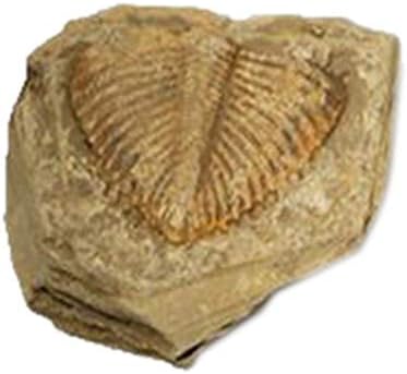 1 PC Natural Trilobite Tail Fossils Teaching Specimens