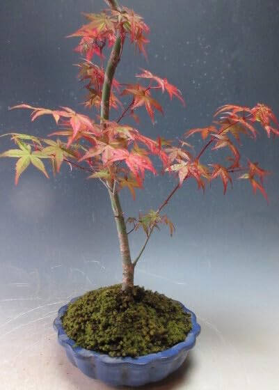 Amazon.co.jp: 盆栽 もみじ（出猩々）の鉢植え盆栽【現品