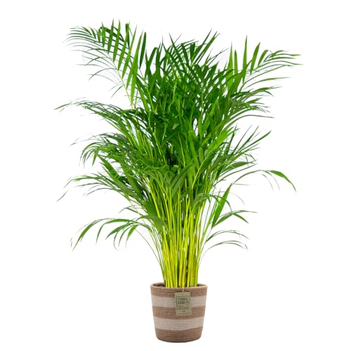 Bloomique - Dypsis lutescens - Palmera areca - Planta de interior - Purificadora del aire - Apta para mascotas - 100-110 cm - Cesta de yute 21 cm