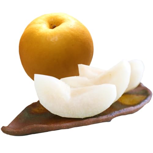 [先行予約]京丹後産・大玉 新興梨 5kg(6玉〜10玉)(2026年10月中旬から発送)