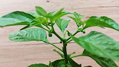 Ecocube Feel Green 296664 Chili Habanero Anbauset aus Holz