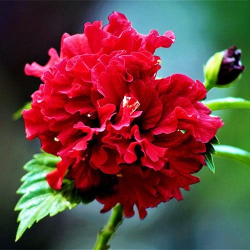 Bhumi Enterprise Red Double Petal Hibiscus Flower Plant, Lal Jaba, Rosemallow Gudhal Flower Plant
