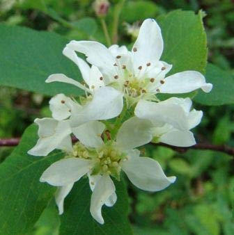 Genipap 150 Saskatoon Serviceberry plant Zaden - Afbeelding 3
