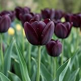 DUTCH BULBS EXCLUSIVE PLANTS FROM HOLLAND