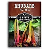 Survival Garden Seeds - Victoria Rhubarb Seed for Planting - 1 Packet with Instructions to Plant and Grow Cold-Tolerant Perennial Spring Vegetables in Your Home Garden - Non-GMO Heirloom Variety