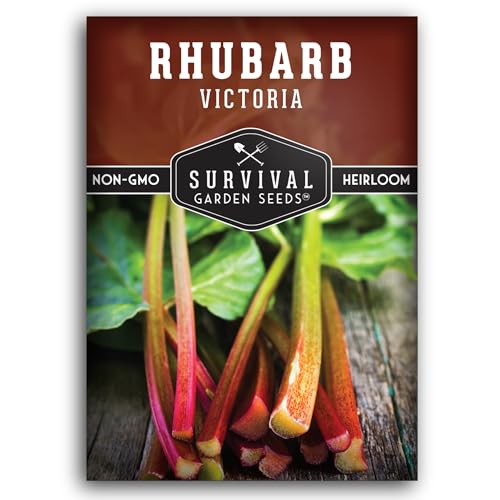 Victoria Rhubarb Seeds for Planting - Grow Cold-Tolerant Perennial Spr