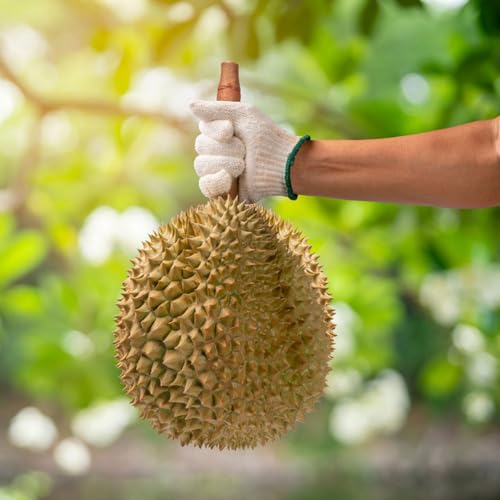 5 piezas Semillas de fruta de durián, árboles frutales columnares, plantas exóticas resistentes Durio zibethinus, Las plantas de interior con semillas frutales requieren poca luz.