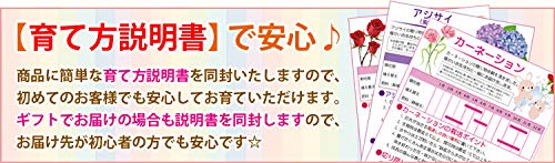 Amazon.co.jp: 母の日ギフト 紫陽花：アジサイ “万華鏡”*ラッピング付