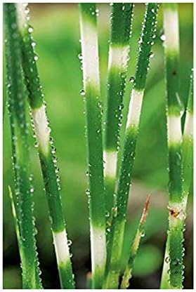 Image Scirpus lacustris tab. ‘Zebrinus’ (Zebra Rush or Schoenoplectus lac. Zeb.) - Marginal Pond Plants - Pond Plants - Water Plants-None-3 LTR Image Scirpus lacustris tab. ‘Zebrinus’ (Zebra Rush or Schoenoplectus lac. Zeb.) - Marginal Pond Plants - Pond Plants - Water Plants-None-3 LTR