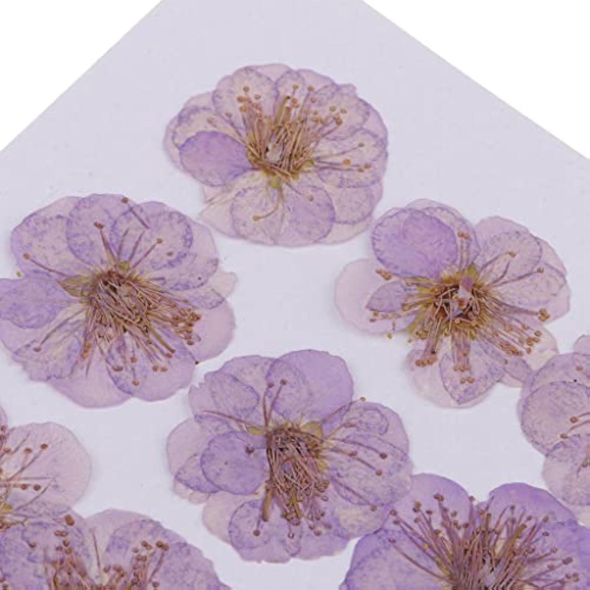 Real Pressed Dried Plum Blossom Flowers for Crafting