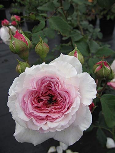 Rosa James Galway ® Synonym Auscrystal ® - Englische Rose - Austin-Rose