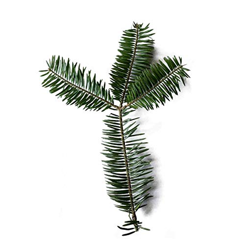 ���n�O���[��(Somagreen) ���݂̖� �؂�} ��15~20cm 30�{���� - �E���W�����~�̐��؃J�b�g�}