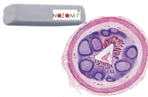 Image of NOZOMI Medical council approved colors Hematoxylin & Eosin Pencil Set - 1 Violet, 1 Lilac + 1 Eraser | Medical Lab Use | Smooth Writing, Durable Tips | Drawing Pencils