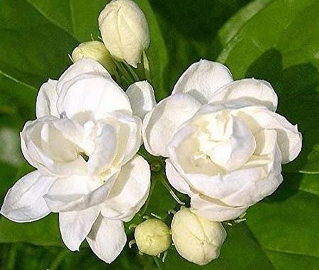 Jasmine Flower Seeds 100pcs White