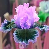  Vhigo Deutsche Schwertlilie,Schwertlilie Rhizom,Mysteriös,Iris Knolle,Iris Rhizom,Exotisch,Iris Staude,Seltene Pflanze,Hochwertige Zwiebeln sind einfach zu züchten-5 Zwiebeln,b