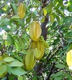 Star Fruit Averrhoa Carambola tropical Starfruit exotic tree seed edible 2 SEEDS