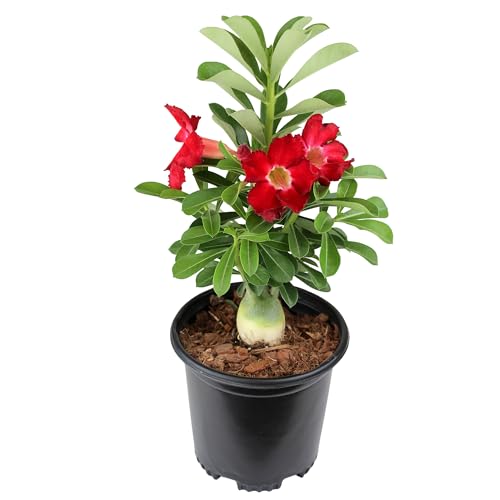 Comparison: Best Pots For Desert Rose 7 Red Desert Rose Plant Live Succulent, 1 Gal Grower Pot, Adenium Desert Rose Plant Live Indoor Houseplants & Outdoor Succulents, Easy Care Flowering Plants by Plants for Pets