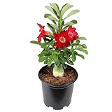 Red Desert Rose Plant Live Succulent, 1 Gal Grower Pot, Adenium Desert Rose Plant Live Indoor Houseplants & Outdoor Succulents, Easy Care Flowering Plants by Plants for Pets