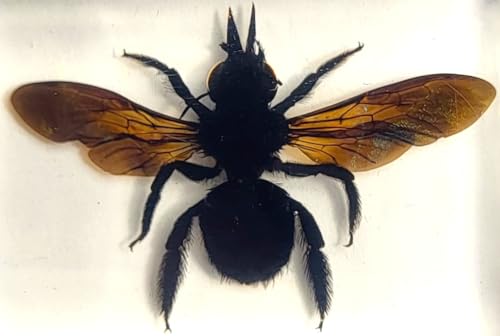 Image of 2.3 inch Real Carpenter Bamboo Bee w /Open Wings in Crystal Clear Lucite Resin Specimen Preserved Insect Taxidermy Collection for Biology Science Education & Desk Ornament Display Supplies Paperweight
