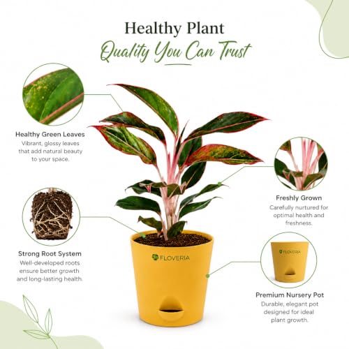 Image of Aglaonema Red Live Indoor Plant with Pot | Indoor Plants for Home | Air Purifying Houseplant | Low Maintenance Live Greenery | Decorative Home Decor for Living Room, Office & Bedroom
