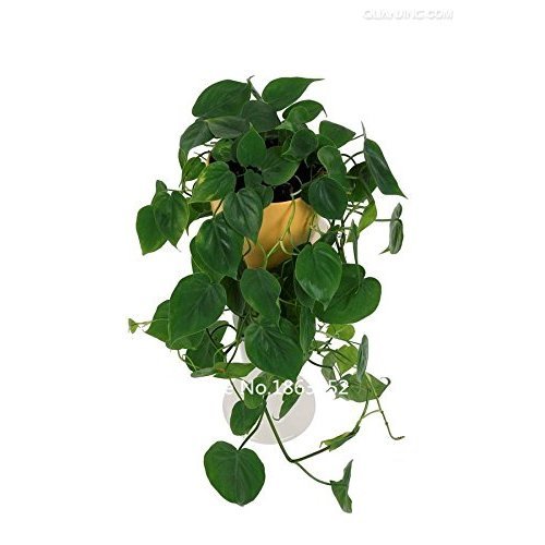 Top Grade Baum Samen Promotion! 24 Arten 100pcs seltene philodendron Samen  fr Garten Flores Innenpflanzen geben Schiff frei : Amazon.de: Garten