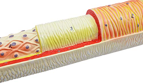 Image of EISCO 3 Piece Artery, Vein and Capillary Model Set, 13 Inch - Enlarged - Numbered - Cross Sections