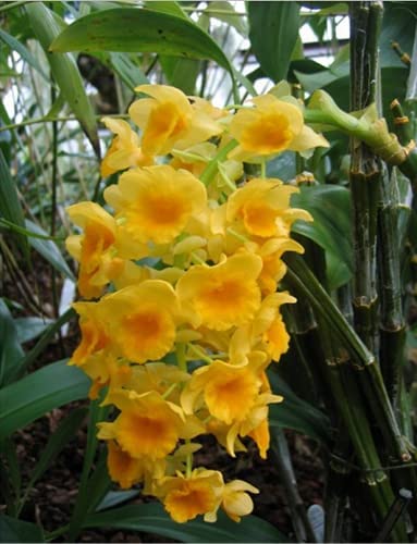 GREENLIVE TRADERS Rare DENDROBIUM Live Orchid Plant - WITHOUT FLOWERS .Seedling Live Plant (1 Healthy Live Plant) (B0BCPB74NM) Amazon Price History, Amazon Price Tracker