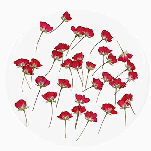 Flor natural de rosa prensada con tallo para invitaciones miniatura 7
