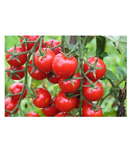 Jioo Organics Cherry Tomato High Germination Hybrid Seeds 50 Seeds (B0822FNJWM) Amazon Price History, Amazon Price Tracker