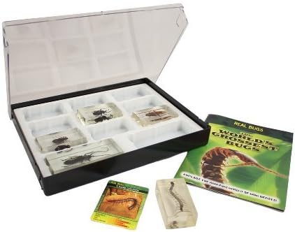 Bug Collector Case #1