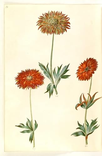 Tableau sur toile Anémone Holtzbecker pour habiller un mur vide 60x90