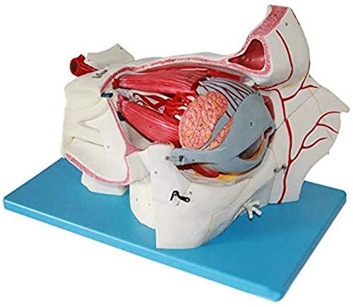 Amazon.co.jp: 人体解剖模型眼球解剖眼科腺涙腺組織裂傷の倍率人間の