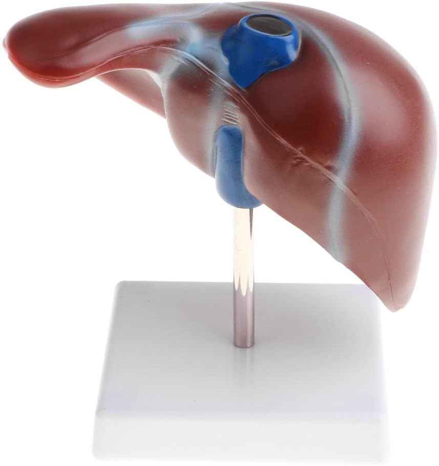 1:1 Human Liver Anatomical Model - Lifesize Teaching Display Kit for Science Biology Lab Supplies -Material, Detailed Structure - Great for Classroom Decoration & Learning Aids