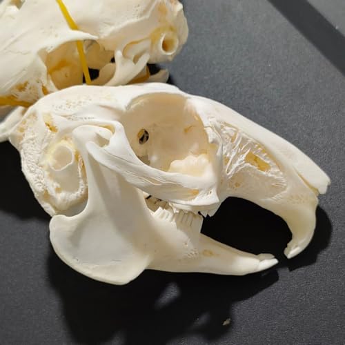 Modelo de huesos de animales: cráneo de conejo didáctico 7
