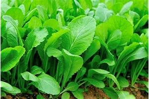 10,000 Plus Florida Broadleaf Mustard Seeds for Planting