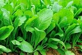 Best Things to Plant in September in Florida: Top Garden Picks 4 41eiCOrm9cL. SL160