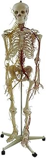 Anatomy Model, 170CM Scientific Anatomy Model, Skeletal Model with Full Body Neurovascular - Medical Anatomical Skeleton Anatomy Model, Non-Toxic, and Tasteless - Life Size for Medical Demon